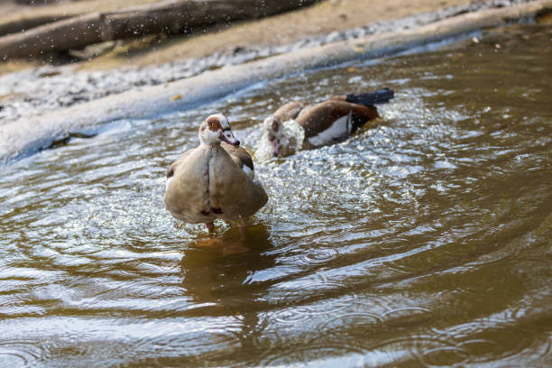 A brightly colored large bird Nile Goose - Alopochen aegyptiaca