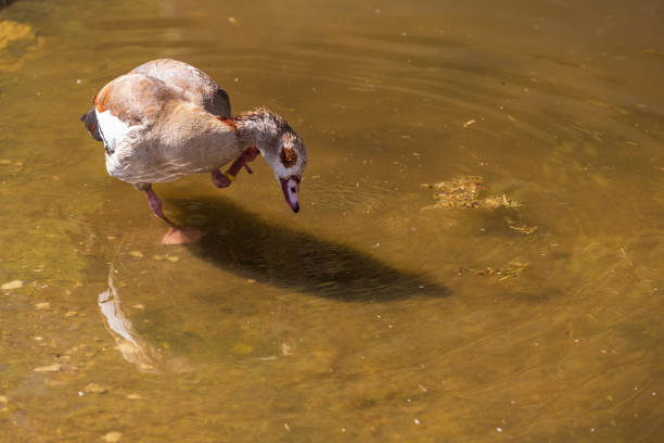 nice goose at a farm - photo