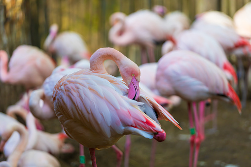 A wild Pink Flamingo seen in the tropical green rainforest. Ultra high resolution image.