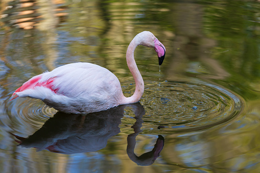 Pink flamingo in the water. The flamingo has water drops on it.