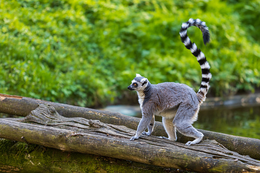 Lemurs (Lemuriformes) run and rest in a meadow. Cute furry animal.