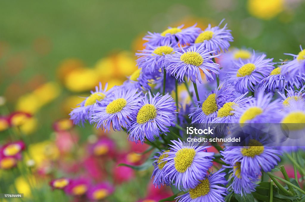 Púrpura asters de verano - Foto de stock de Amarillo - Color libre de derechos