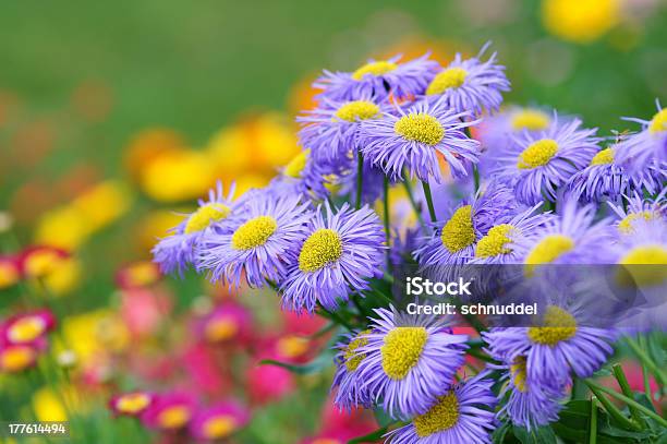 Púrpura Asters De Verano Foto de stock y más banco de imágenes de Amarillo - Color - Amarillo - Color, Botánica, Cabeza de flor