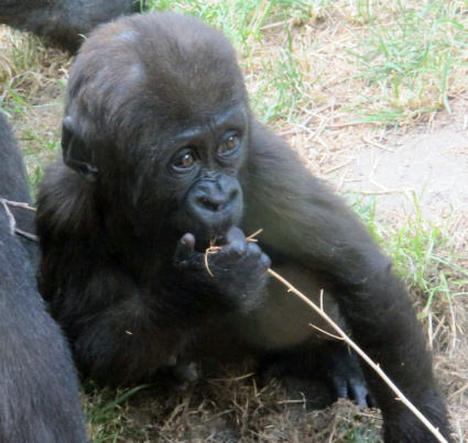 baby gorilla