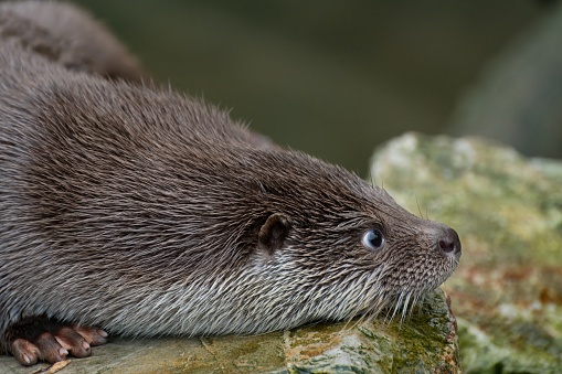 Eurasian otter (Lutra lutra) looking out of its hide near a stream.