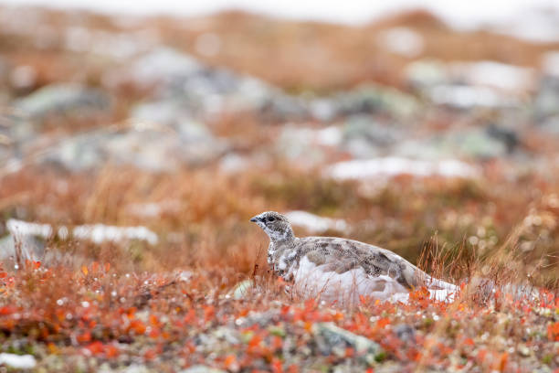 istock Beautiful bird, Rock ptarmigan, Lagopus muta 1776161126