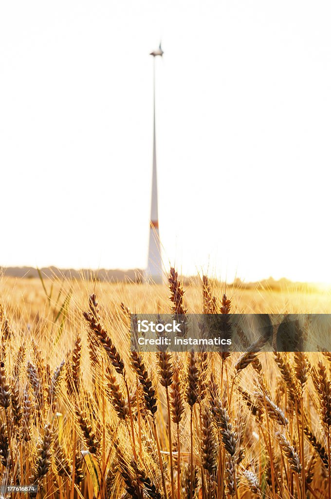 Grainfield ao pôr-do-sol com defocused Turbina Eólica - Foto de stock de Agricultura royalty-free