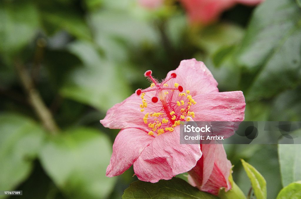 Fiore di ibisco - Foto stock royalty-free di Albero