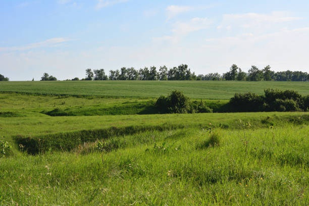 istock green grassy hills with trees and blue sky copy space 1776175254