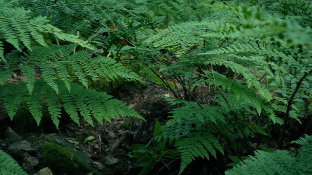 Animal POV Moving Through Ferns In The Woods