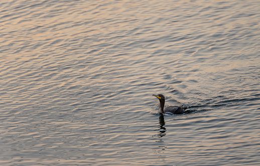 Cormorant swimming near Long Wharf in the Financial District in Boston at sunrise.