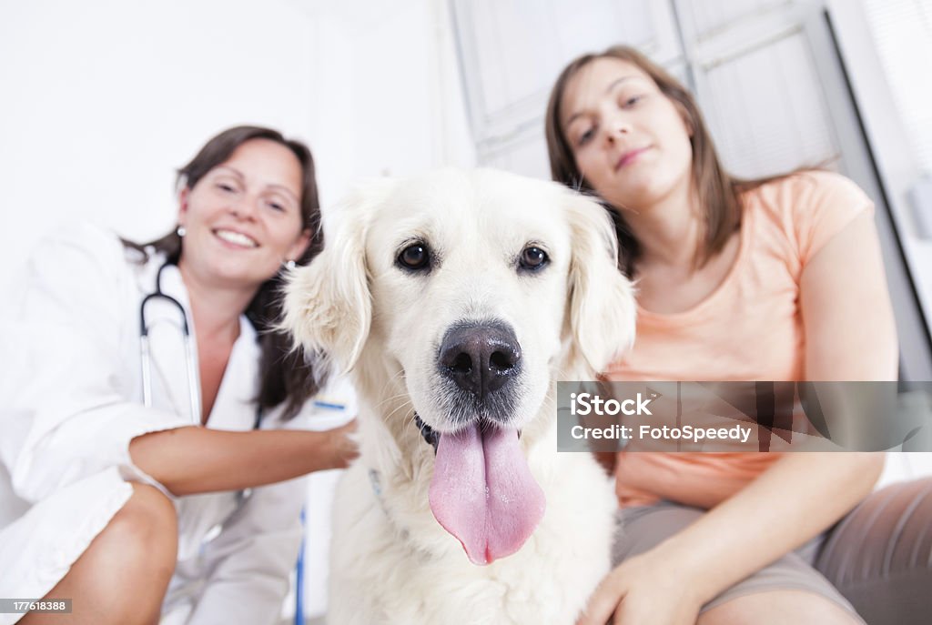 Perro en vet - Foto de stock de Adulto libre de derechos