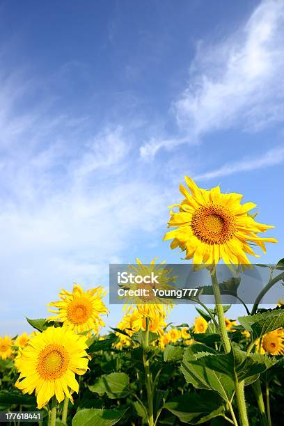 Girasol En Los Campos De Cultivo Foto de stock y más banco de imágenes de Agricultura - Agricultura, Aire libre, Amarillo - Color