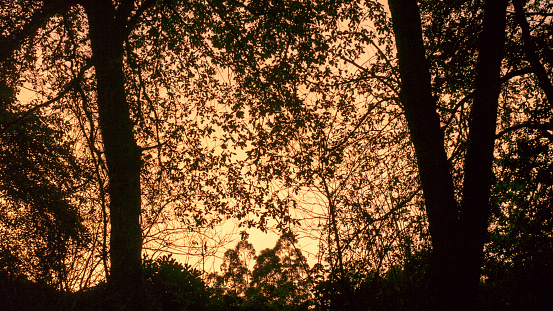 Foliage in sunset