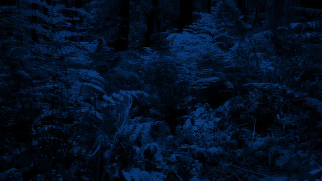 Animal POV Moving Around Moonlit Forest 2 Shots