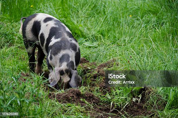 Porco Com Pontos Negros - Fotografias de stock e mais imagens de Agricultura - Agricultura, Animal, Ao Ar Livre