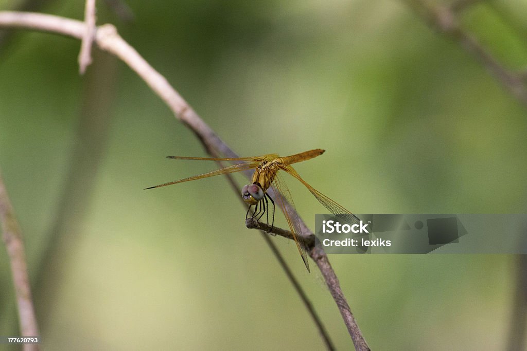Libélula Calopteryx syriaca (masculino) em uma planta - Foto de stock de Animal royalty-free