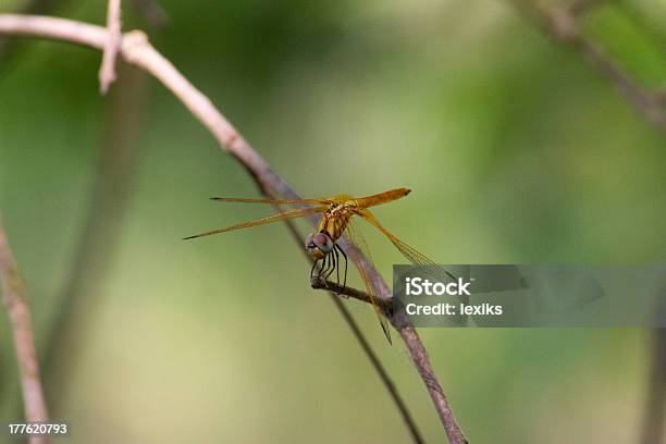 Foto de Libélula Calopteryx Syriaca Em Uma Planta e mais fotos de stock de Animal