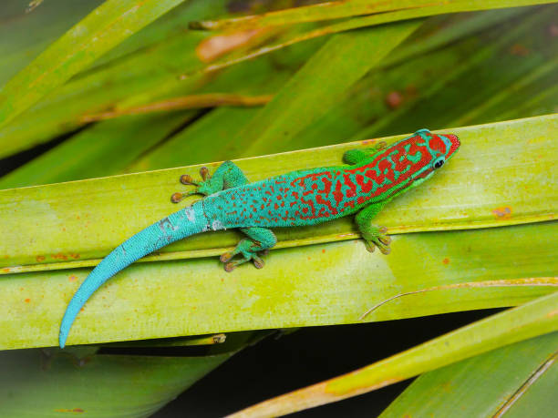 istock Turquoise colored ornate day Gecko on palm tree leaf 1776208357