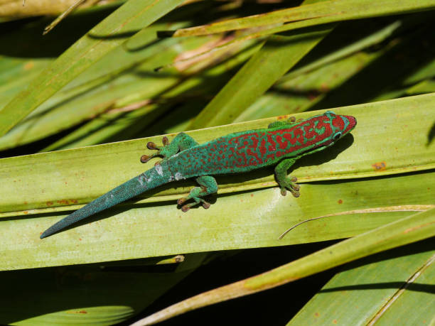 istock Turquoise colored ornate day Gecko on palm tree leaf 1776208884
