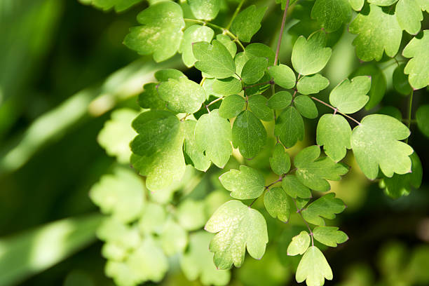 talictro sair no final do verão nos eua. - thalictrum rochebrunianum - fotografias e filmes do acervo