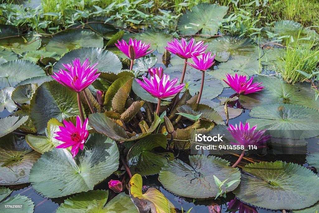 The lotus it is the flowers at live in the river Abstract Stock Photo