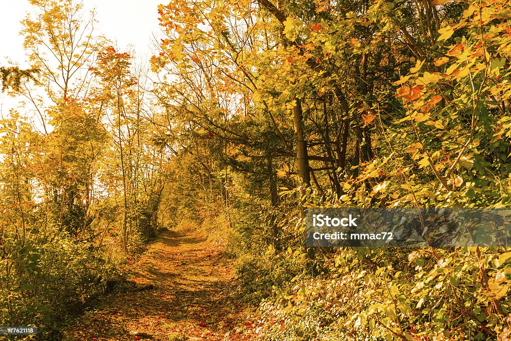Foglie d'autunno - Foto stock royalty-free di Albero