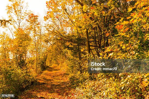 Foglie Dautunno - Fotografie stock e altre immagini di Albero - Albero, Ambientazione esterna, Ambientazione tranquilla