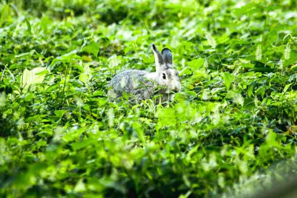 istock Small gray rabbit nesting in the grass, rabbit in the grass 1776212188