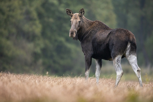 Mammals - adult female moose  ( Alces alces ) - autumn meadow, Poland Europe