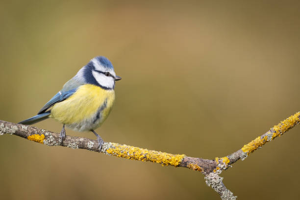 istock Bird - Blue Tit Cyanistes caeruleus perched on tree winter time small bird on blurred background 1776225849