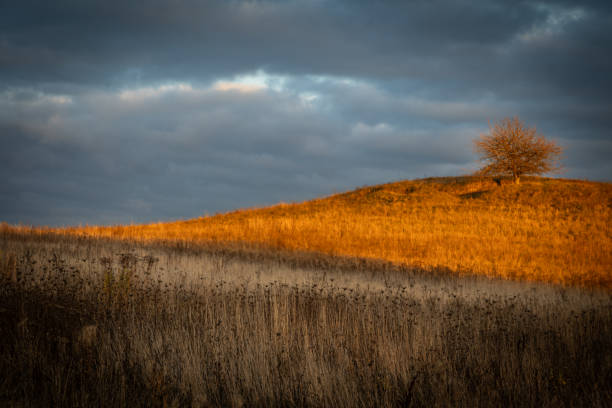 istock Landscape silhouette of a lonely tree on a hill, dramatic dark storm clouds in the background, autumn time Poland Europe 1776227487