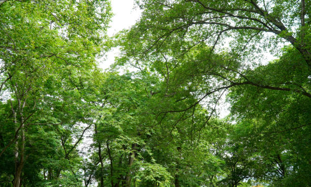 istock big tree in nature park and fresh air (spot focus) 1776229643