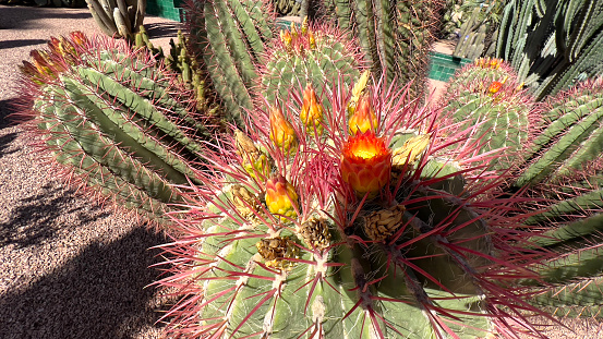 Stunning flowers on cacti