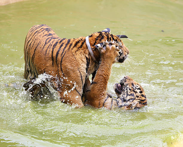 тигренок играют в воде - tiger animal endangered species human face стоковые фото и изображения