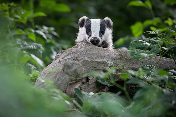 European Badger European Badger (Meles meles).  meles meles stock pictures, royalty-free photos & images
