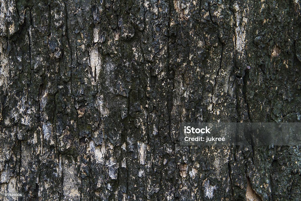 Bark texture, tropical tree in the northeast of Thailand Aging Process Stock Photo