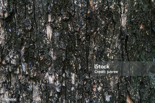 Bark Texture Tropical Tree In The Northeast Of Thailand Stock Photo - Download Image Now