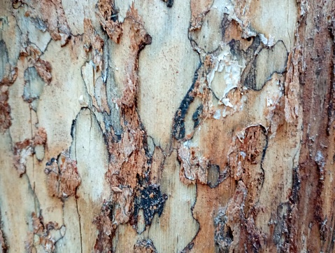The texture of an old spruce trunk without bark with traces of insect habitation and parasitism.