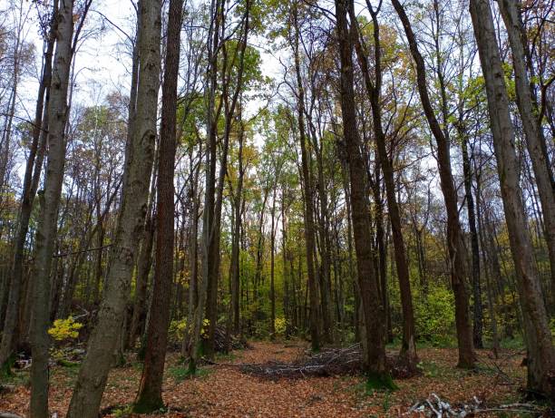 istock A forest road covered with leaves from trees that runs in a straight line between trees and felled branches lying in heaps on the sides of the road. Natural forest in autumn. 1776241384