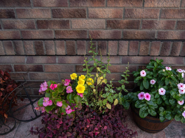 istock Wall and potted flowers. 1776245967
