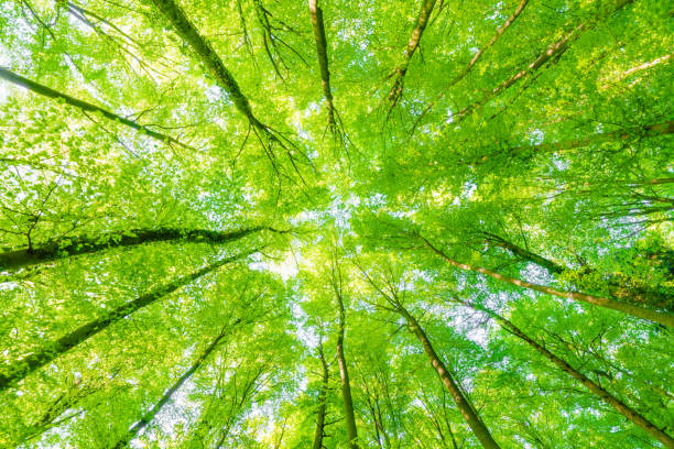 istock Springtime forest with setting sun shining through leaves and branches. Nature, forestry, Trees, environment and sustainability concepts, desktop 1776249301