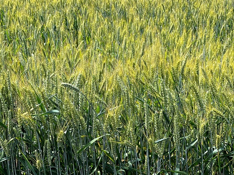 Wheat spikelets field.