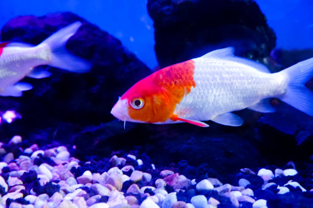 istock Selective focus of koi fish swimming in the pond. 1776254297