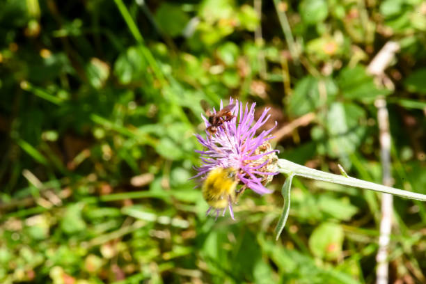 istock A small wasp collects nectar from a purple flower 1776257021