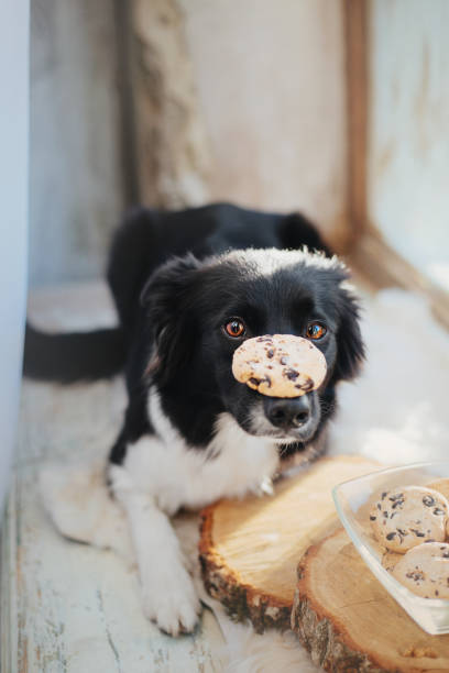 istock Border Collie dog keeps cookie on her nose 1776259880