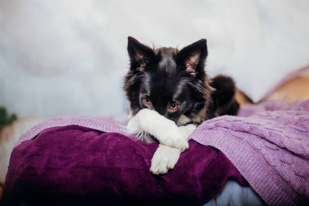 istock Joyful Border Collie: Celebrating Christmas and New Year with Decorations 1776260957