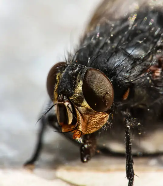 Photo of Detailed macro photo of a black fly