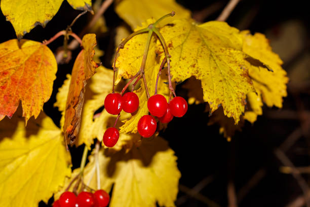 Red viburnum on a bush with yellow autumn leaves