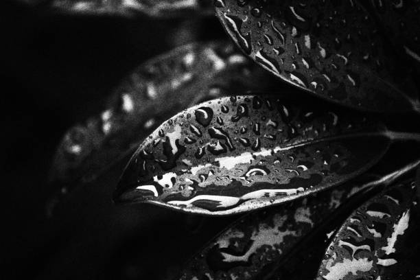 istock Cheflera-Pequena with Raindrops. Monochromatic Black and White Tones 1776266669